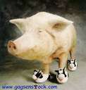 mon ptit cochon